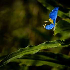 John-Mott-Summer-2-Whitemouth-Dayflower