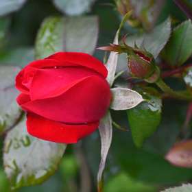 Phyllis-Tatum-Gallery-Wall-Raindrops-on-Roses