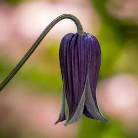 Diane-Burgett-Germantown-outing