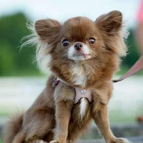 Kevin-Graham-Polo-Match-at-Harlinsdale-Farm-Outing-1