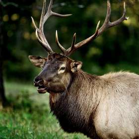 Bobby-Dawson-Bison-Elk-Outing-1