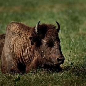 Bobby-Dawson-Bison-Elk-Outing-2