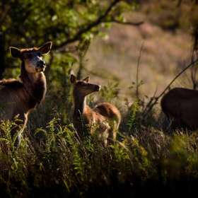 Bobby-Dawson-Bison-Elk-Outing
