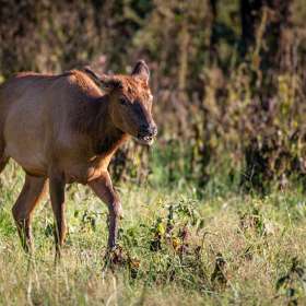 Duane-Miller-Elk-and-Bison-Prairie-Outing-1