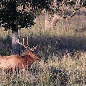 Jeff-Mayfield-Elk-and-Bison-Prairie-Outing-1