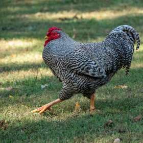 Lois-Frost-Land-Between-the-Lakes-Outing-1