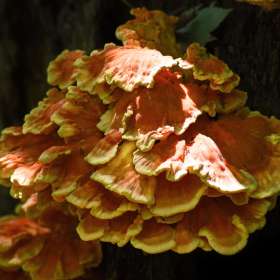 Phyllis-Tatum-Old-stone-fort-Archaelogical-Park-Outing