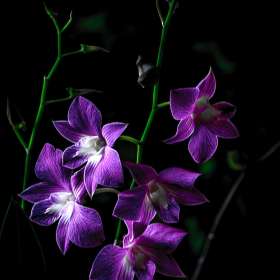 Betty-Cowart-Wall-1
