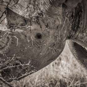 Duane-Miller-The-Old-Warrior