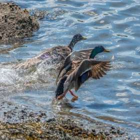Loie-Frost-mallard-1