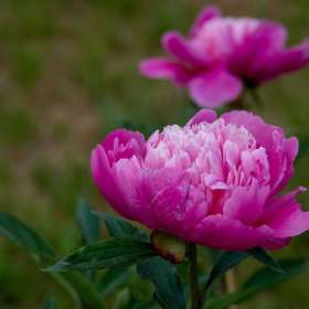 Loie-Frost-peony-2