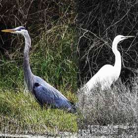 Barry Sokol - Juxtaposition (2nd Place)