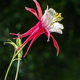 2021 POTM - March (Gallery Wall)