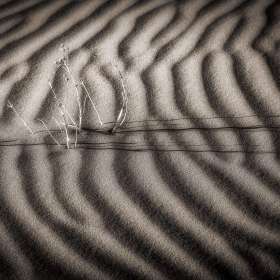 Duane-Miller-Parched