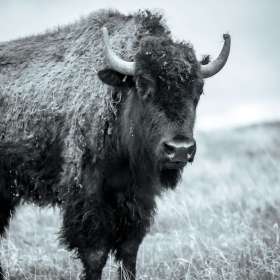 Jeremy-Teran-Yellowstone-Bison