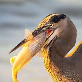 Martin-Cregg-Open-Jt-1st-Place-November