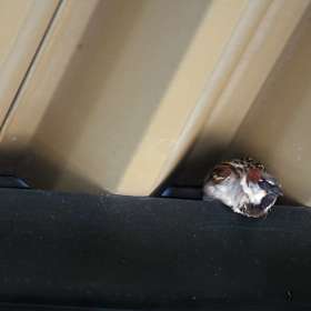 Phyllis-Tatum-Downtown-Franklin-TN-Outing-2