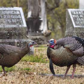 Lesley-Gill-Mt.-Olivet-Outing
