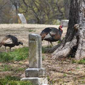 Phyllis-Tatum-Mt.-Olivet-Cemetery-Outing-1