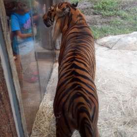 Darek-Baker-Nashville-Zoo-Outing-1