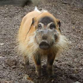 Darek-Baker-Nashville-Zoo-Outing-2