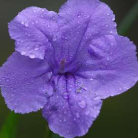 Darek-Baker-Nashville-Zoo-Outing