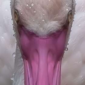 Diane-Burgett-Nashville-Zoo-Outing-2