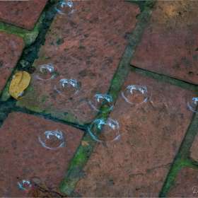 Diane-Burgett-Nashville-Zoo-Outing