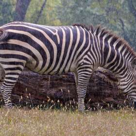 Elizabeth-Stead-Nashville-Zoo-Outing-2