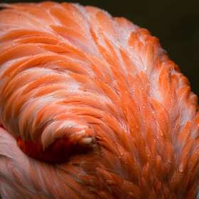 John-Mott-Nashville-Zoo-Outing-2