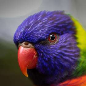 John-Mott-Nashville-Zoo-Outing