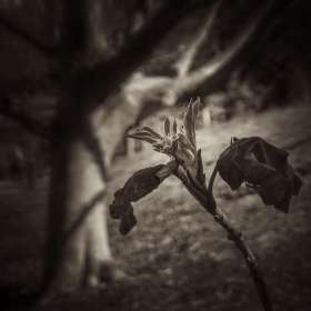 Al-Wood-Cheeksoow-Outing