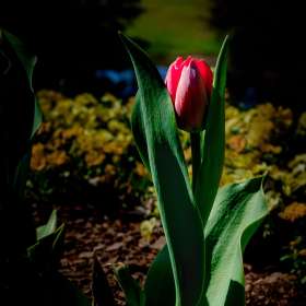 Bobby-Dawson-Cheekwood-Outing-2