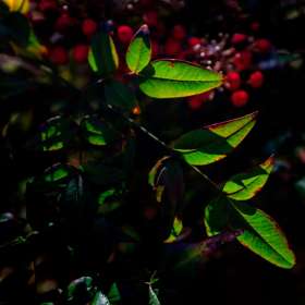 Bobby-Dawson-Cheekwood-Outing