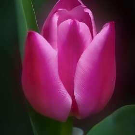 Diane-Burgett-Cheekwood-Outing-1