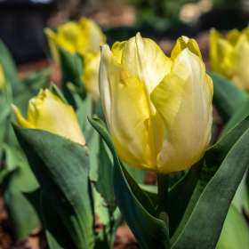 Ed-Batsel-Cheekwood-Outing