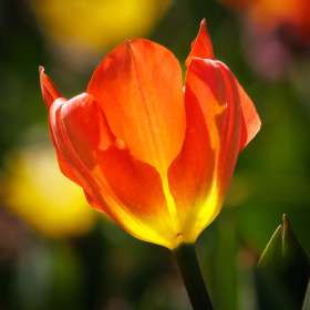 Elizabeth-Stead-Cheekwood-Outing-1