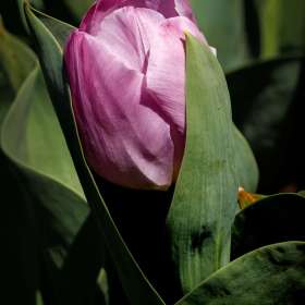 Elizabeth-Stead-Cheekwood-Outing-2