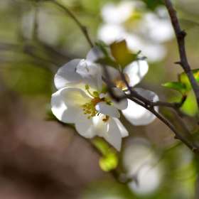 Jeanette-Giza-Cheekwood-Outing