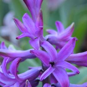 Kevin-Graham-Cheekwood-Outing