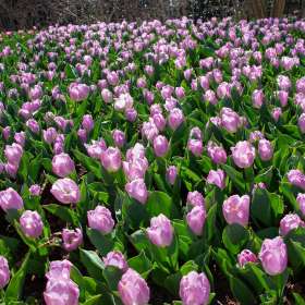 Mark-Reynolds-Cheekwood-Outing-1