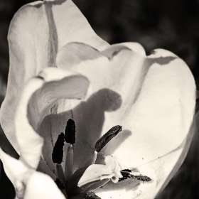 Phyllis-Tatum-Cheekwood-Outing-1