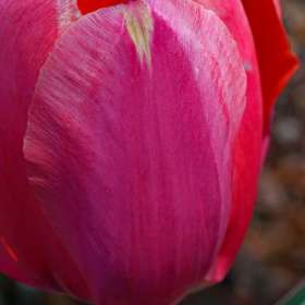 Phyllis-Tatum-Cheekwood-Outing-2