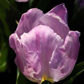 Phyllis-Tatum-Cheekwood-Outing