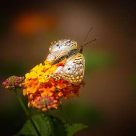 Al-Wood-Huntsville-Botanical-Gardens-Outing-1