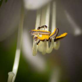 Al-Wood-Huntsville-Botanical-Gardens-Outing