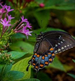 2022 June Outing - Huntsville Botanical Gardens