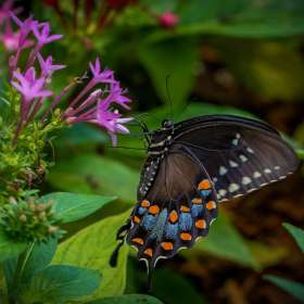 Diane-Burgett-Huntsville-Botanical-Gardens-Outing-2