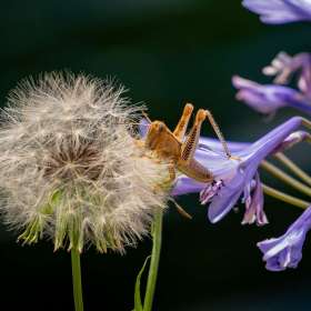 Diane-Burgett-Huntsville-Botanical-Gardens-Outing