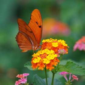 Elizabeth-Stead-Huntsville-Botanical-Garden-Outing-2